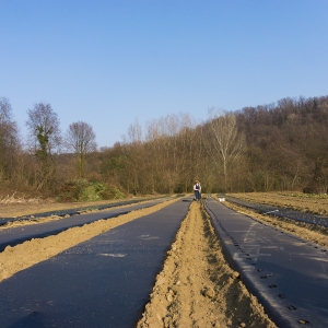 Campi pronti per semine e trapianti