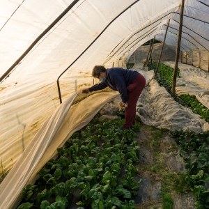 Si leva la coperta agli spinaci