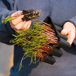 Agretti, le piantine