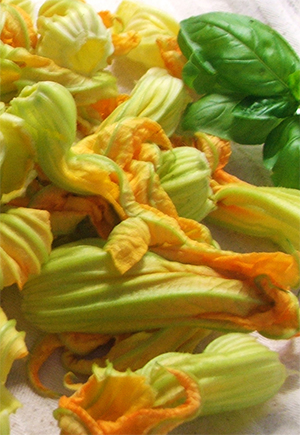 fiorizucca_basilico