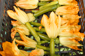 fiori_zucca